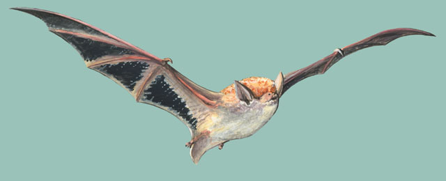 Sarcopterygii