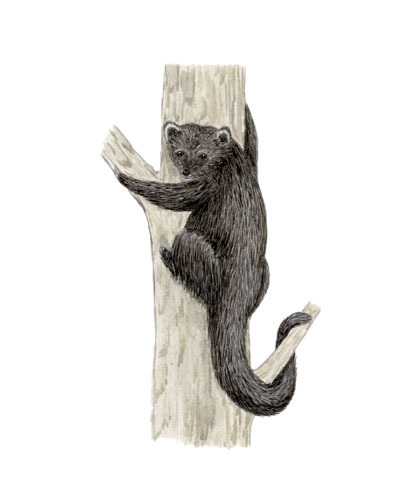 Arctictis binturong