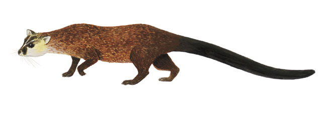 Vertebrata