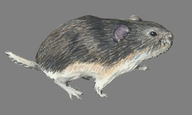 Rodentia