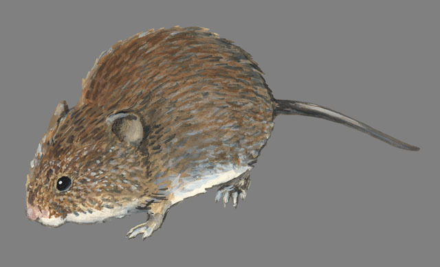 Tetrapoda