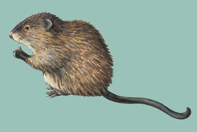 Rodentia