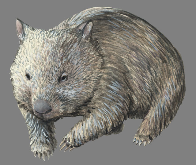 Diprotodontia