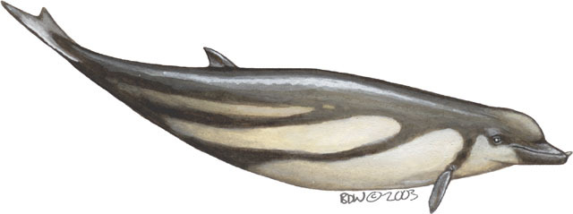 Vertebrata