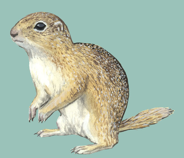 Spermophilus