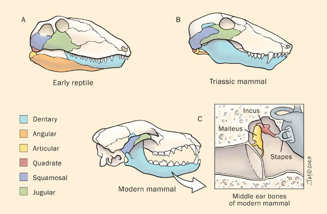 Euteleostomi