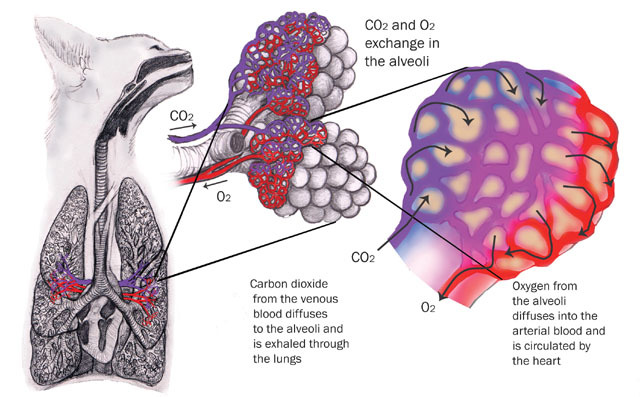 Eumetazoa