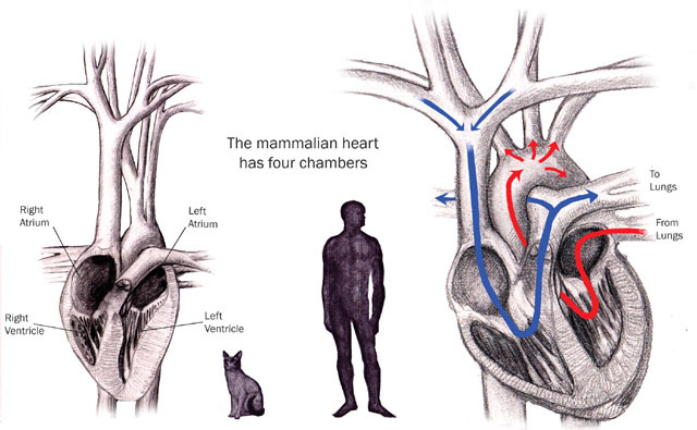 v12_id3_con_mamheart