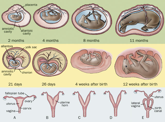 Mammalia