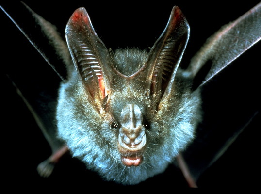 Chiroptera