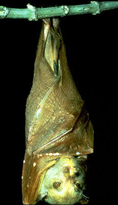 Craniata