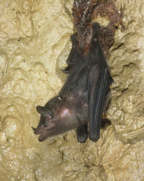 Chiroptera