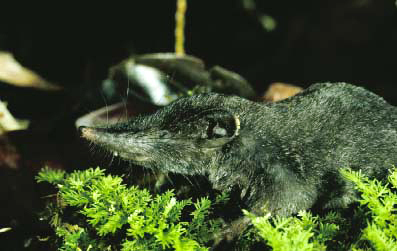 Crocidura beatus