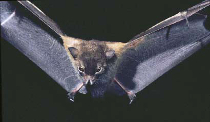 Chiroptera