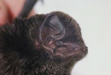 Chiroptera