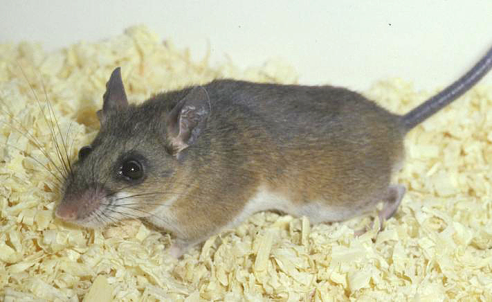 Peromyscus