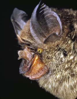 Rhinolophus