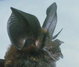 Rhinolophus_philippinensis