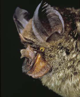 Chiroptera