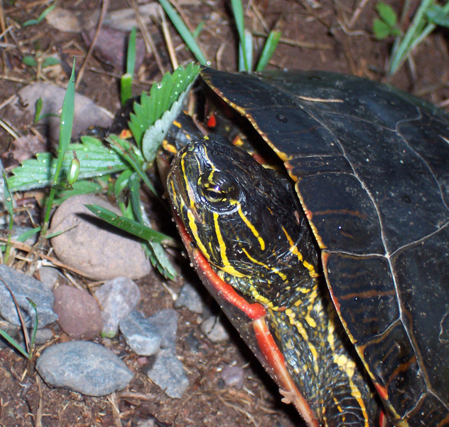 Eumetazoa