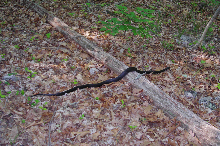 Photo of Pantherophis obsoletus