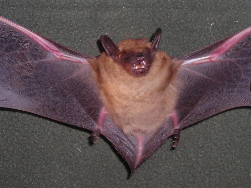 Eptesicus fuscus