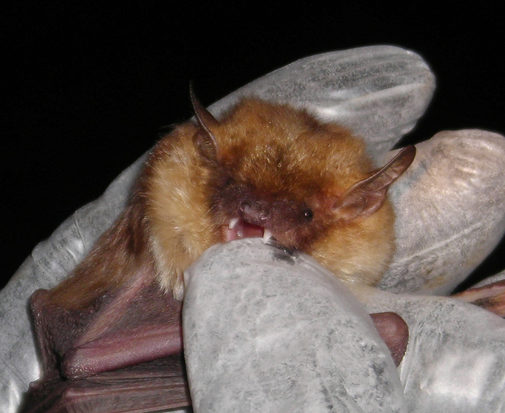 Pipistrellus