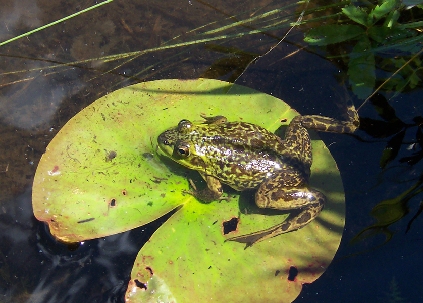 Vertebrata