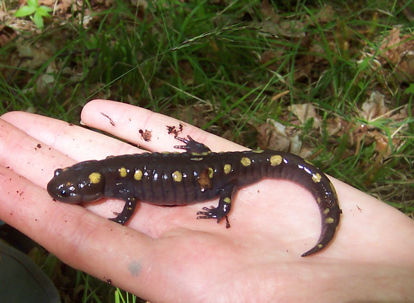 Ambystoma maculatum