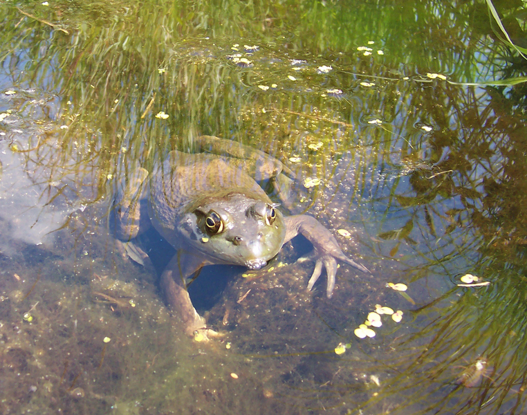 Lissamphibia