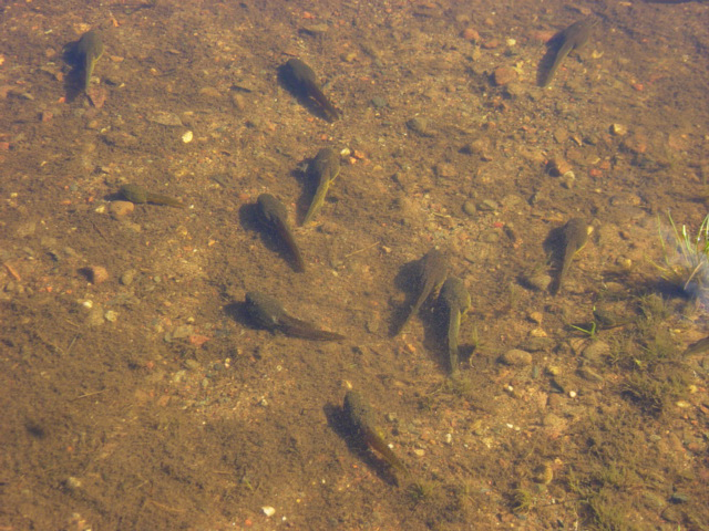 bullfrog_tadpoles