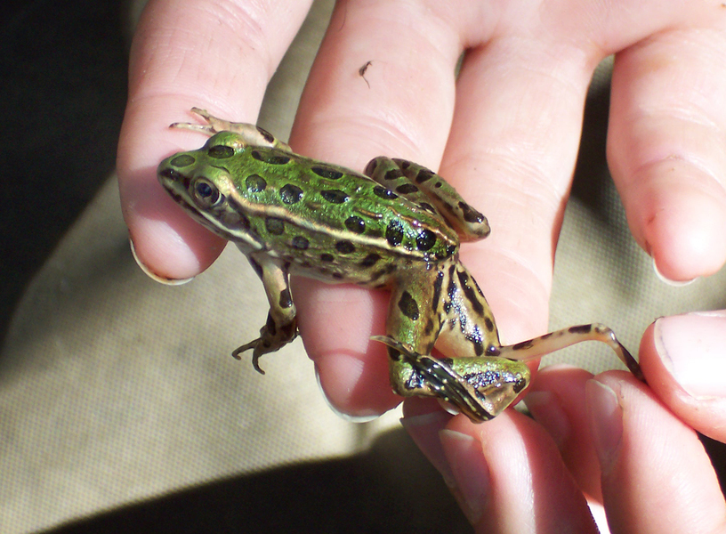 Lithobates pipiens