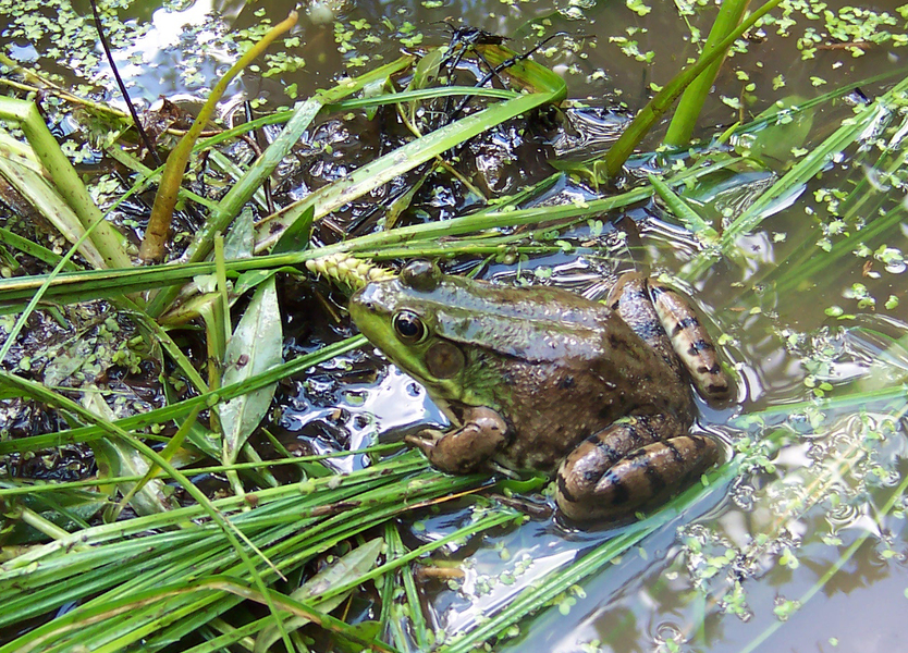 Eumetazoa