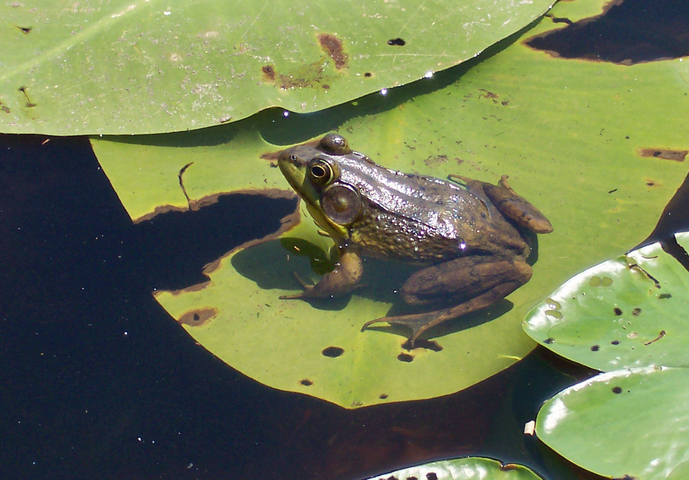 Photo of Lithobates clamitans clamitans