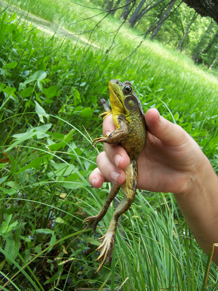 Lithobates clamitans clamitans