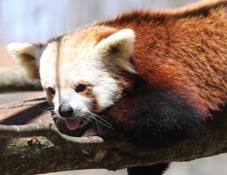 Ailurus fulgens