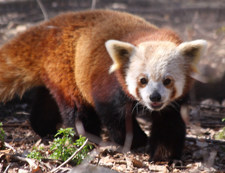 Ailurus fulgens