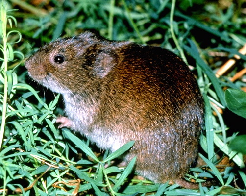 Microtus