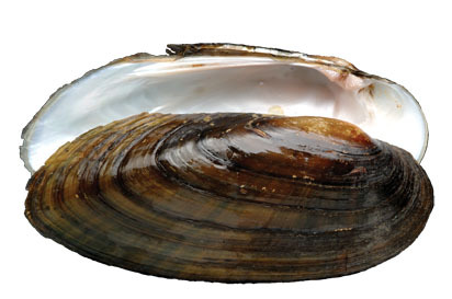 Mollusca