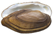 Mollusca