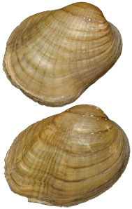 Epioblasma