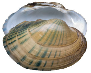 Lampsilis cardium