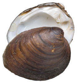 Mollusca