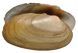 Trochozoa