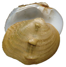 Mollusca