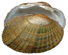 Trochozoa