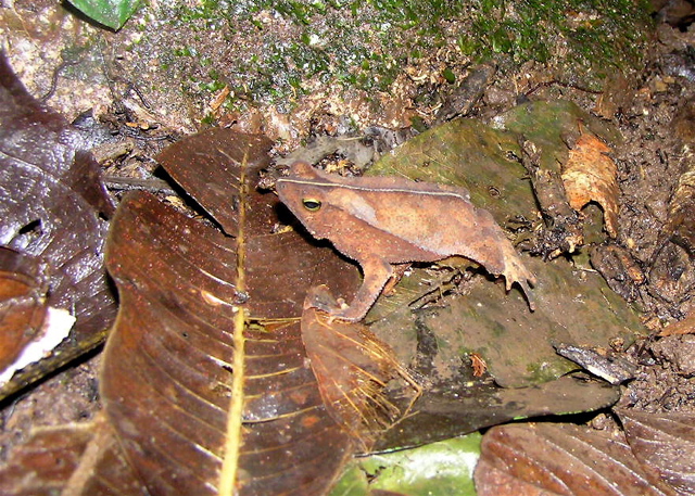 Rhinella