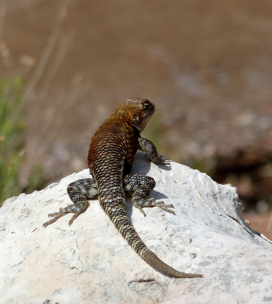 Sceloporus