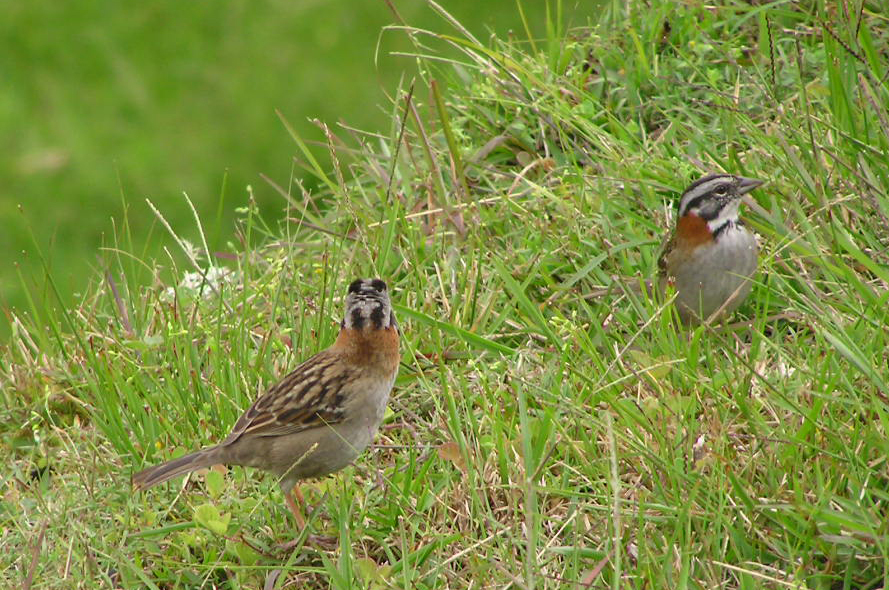 Zonotrichia capensis