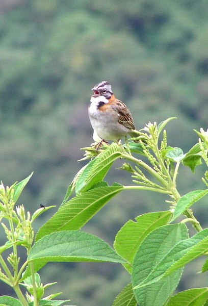 Emberizidae